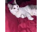 Adopt Legume a Domestic Short Hair