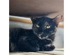 Adopt Mabel a Domestic Short Hair