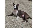 Adopt Hope a Pit Bull Terrier