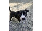 Adopt Barley a Pit Bull Terrier