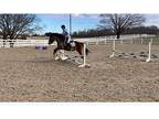 Welsh Pony for Sale!!!