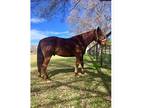 Missouri Fox Trotter Gelding