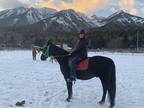 13-year-old Tennessee Walker