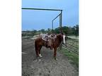 Quarter horse