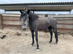 2017 Registered Andalusian