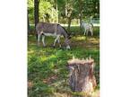2 Jenny Donkeys