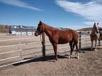AHA Registered Arabian Mare