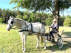 stunning quarter horse gelding