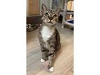 Adopt Tabitha a Domestic Short Hair