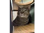 Adopt Angelica a Domestic Short Hair