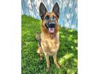 Adopt Maia a German Shepherd Dog, Mixed Breed