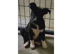 Adopt Denna a Labrador Retriever