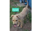 Adopt Farah a Terrier