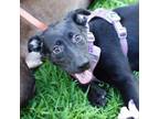 Adopt Serendipity 20687 a German Shepherd Dog, Black Labrador Retriever