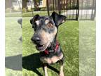 Miniature Pinscher Mix DOG FOR ADOPTION RGADN-1176295 - Toby - Miniature