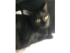 Adopt SPOOKIE a American Shorthair, Domestic Short Hair