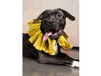 Adopt Milky Way a Cane Corso, Mixed Breed