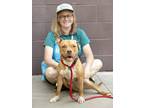 Adopt Columbiana - IN FOSTER a Boxer, Beagle