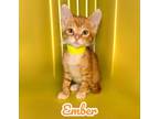 Adopt Ember a Domestic Short Hair