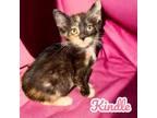 Adopt Kindle a Domestic Short Hair