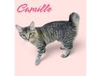 Adopt Camille a Manx