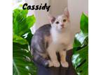 Adopt Cassidy a Calico