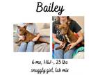Adopt Bailey a Mixed Breed