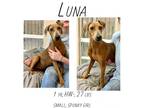 Adopt Luna a German Pinscher