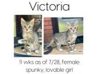 Adopt Victoria a Domestic Short Hair