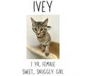 Adopt Iris & Ivey a Domestic Short Hair