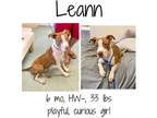 Adopt LeAnn a Mixed Breed