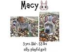 Adopt Macy a Mixed Breed