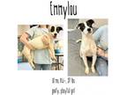 Adopt Emmylou a Mixed Breed