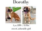 Adopt Dorothy a Collie, Mixed Breed