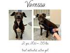 Adopt Vanessa a Mixed Breed