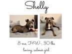 Adopt Shelly a Mixed Breed