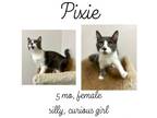 Adopt PuffBall Pixie a Domestic Short Hair
