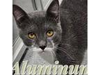 Adopt Aluminum a Domestic Short Hair