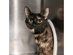 Adopt Jackie Chan a American Shorthair