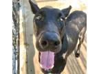 Adopt Rhonda a Doberman Pinscher
