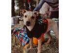 Adopt Marilyn a Terrier, Mixed Breed