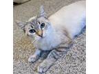 Adopt Koa a Siamese, Domestic Short Hair