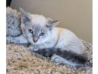 Adopt Koko a Siamese, Domestic Short Hair