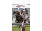 Adopt Princess Leia a Havanese
