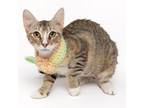 Adopt Luna Lovegood a Domestic Short Hair