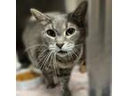 Adopt Chloe a Domestic Short Hair
