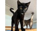 Adopt Poppy a Domestic Short Hair