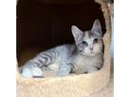 Adopt Dime a Domestic Short Hair