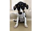 Adopt Lacey a Feist, Mixed Breed
