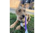 Adopt Lainey a Shih Tzu, Mixed Breed